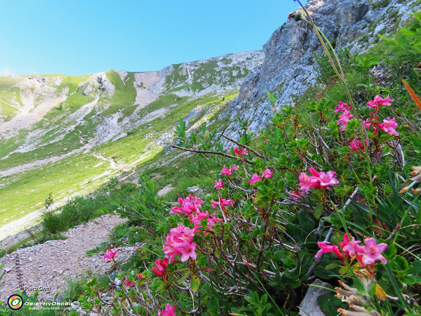 25 Rhododendron hirsutum (Rododendro irsuto-rosa).JPG